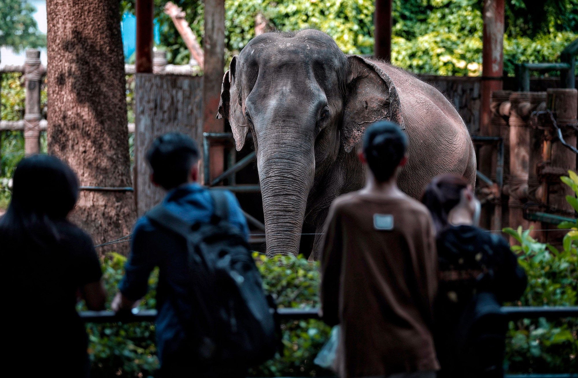 Đàn voi Thảo Cầm Viên Sài Gòn được đặt tên, chăm sóc theo quy tắc đặc biệt - Ảnh 3.