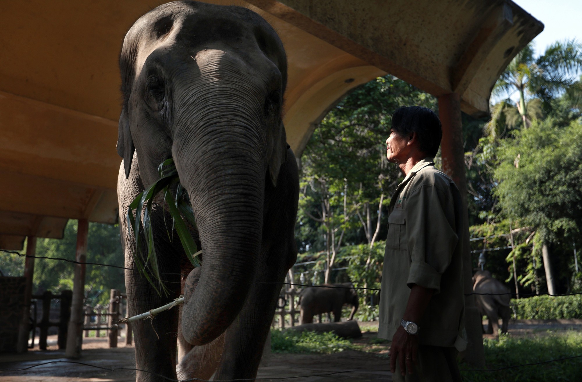 Đàn voi Thảo Cầm Viên Sài Gòn được đặt tên, chăm sóc theo quy tắc đặc biệt - Ảnh 2.