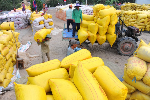 El Nino khiến xuất khẩu gạo Việt Nam tăng gần gấp đôi - Ảnh 1.