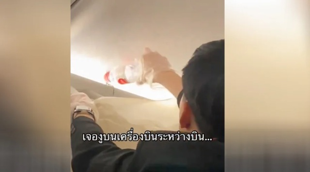 Rắn bò trên ngăn hành lý giữa chuyến bay ở Thái Lan- Ảnh 1.