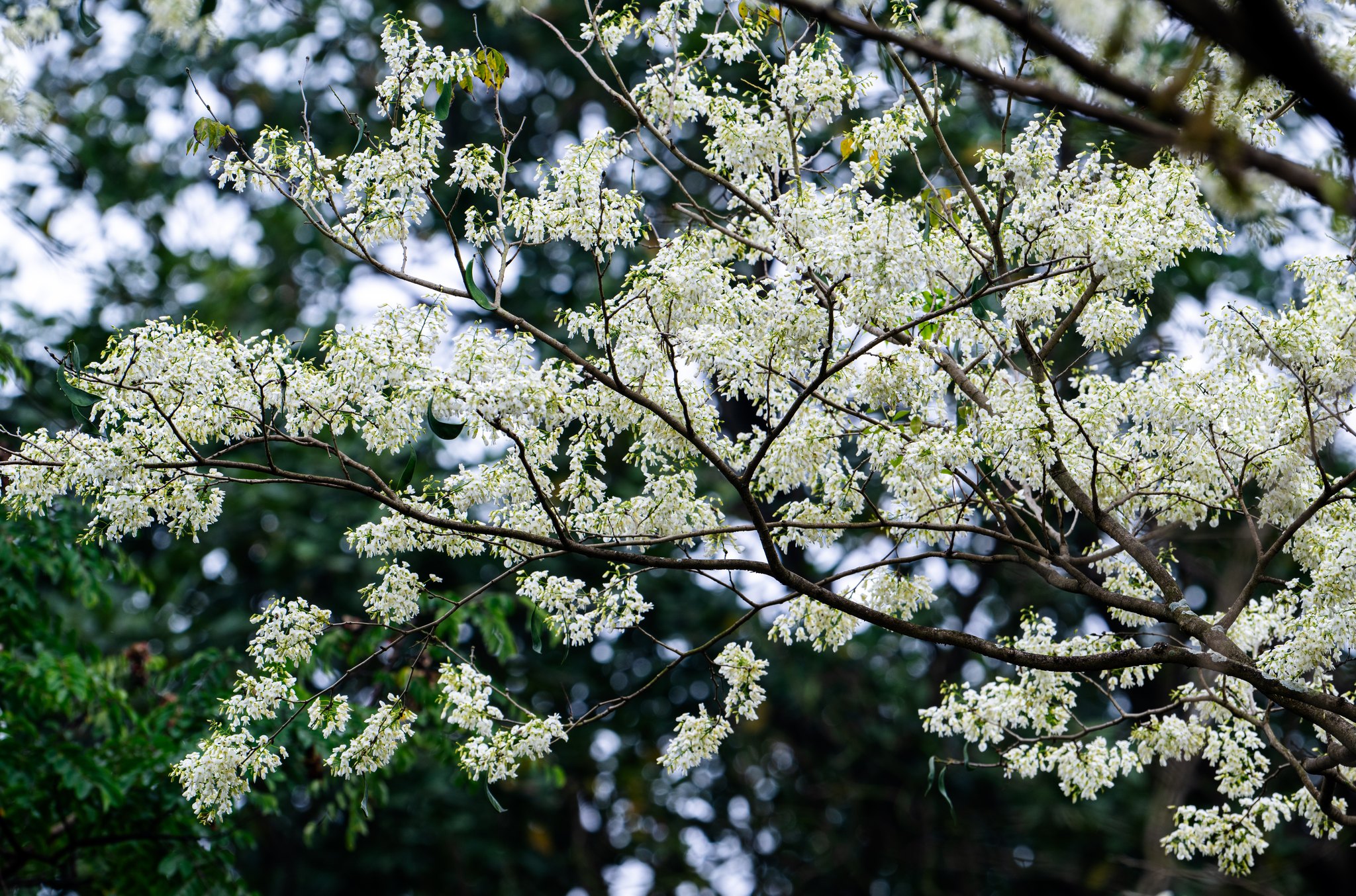 Những cây hoa sưa khoe vẻ đẹp tinh khôi, vươn cao trên nền trời xanh thẳm. Những chùm hoa nhỏ bé cứ sáng bừng trên từng con phố, hút mọi ánh nhìn của bất kỳ ai ngang qua. Ảnh: Toàn Quang