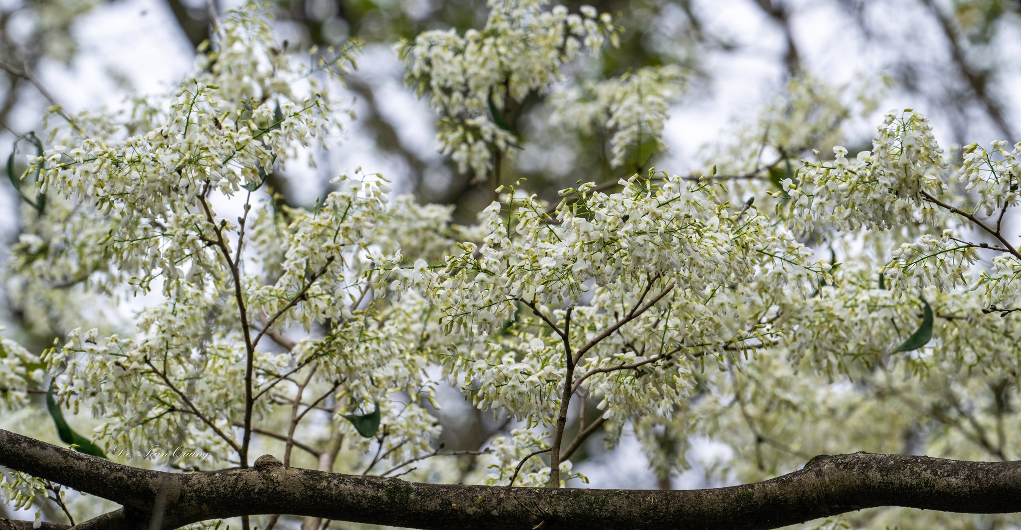 Thời điểm ngắm hoa sưa đẹp nhất là khi cây chưa ra lá non, cả một màu trắng muốt bao trọn những cành gỗ nâu xám khẳng khiu. Ảnh: Toàn Quang  