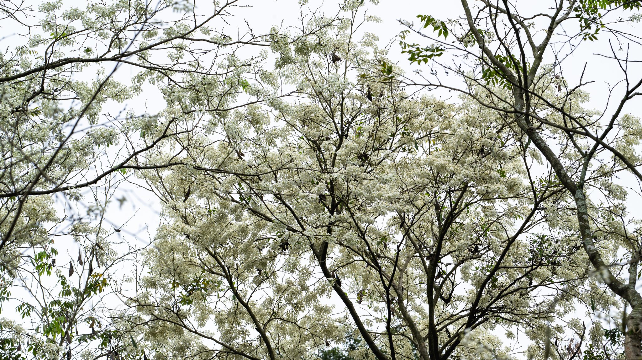 Hoa sưa thường đến âm thầm, khiến nhiều người ngơ ngác khi bất ngờ thấy hoa nở trắng xóa cả một vùng. Mỗi mùa hoa chỉ kéo dài 2 - 3 tuần. Khi hoa rụng xuống, những cánh hoa mỏng manh vẫn giữ nguyên một màu trắng như ngọc, nhường chỗ cho những vòm lá màu xanh non mơn mởn. Ảnh: Toàn Quang