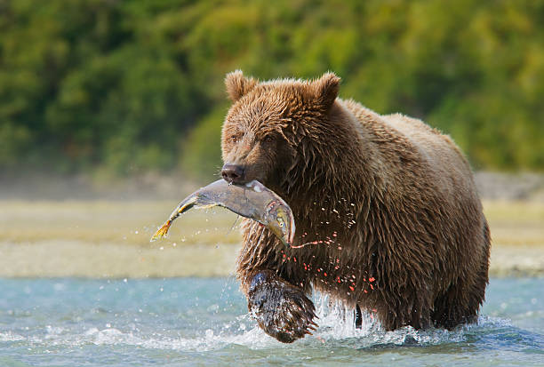 brown-bear-with-pink-salmon-picture-id108316579