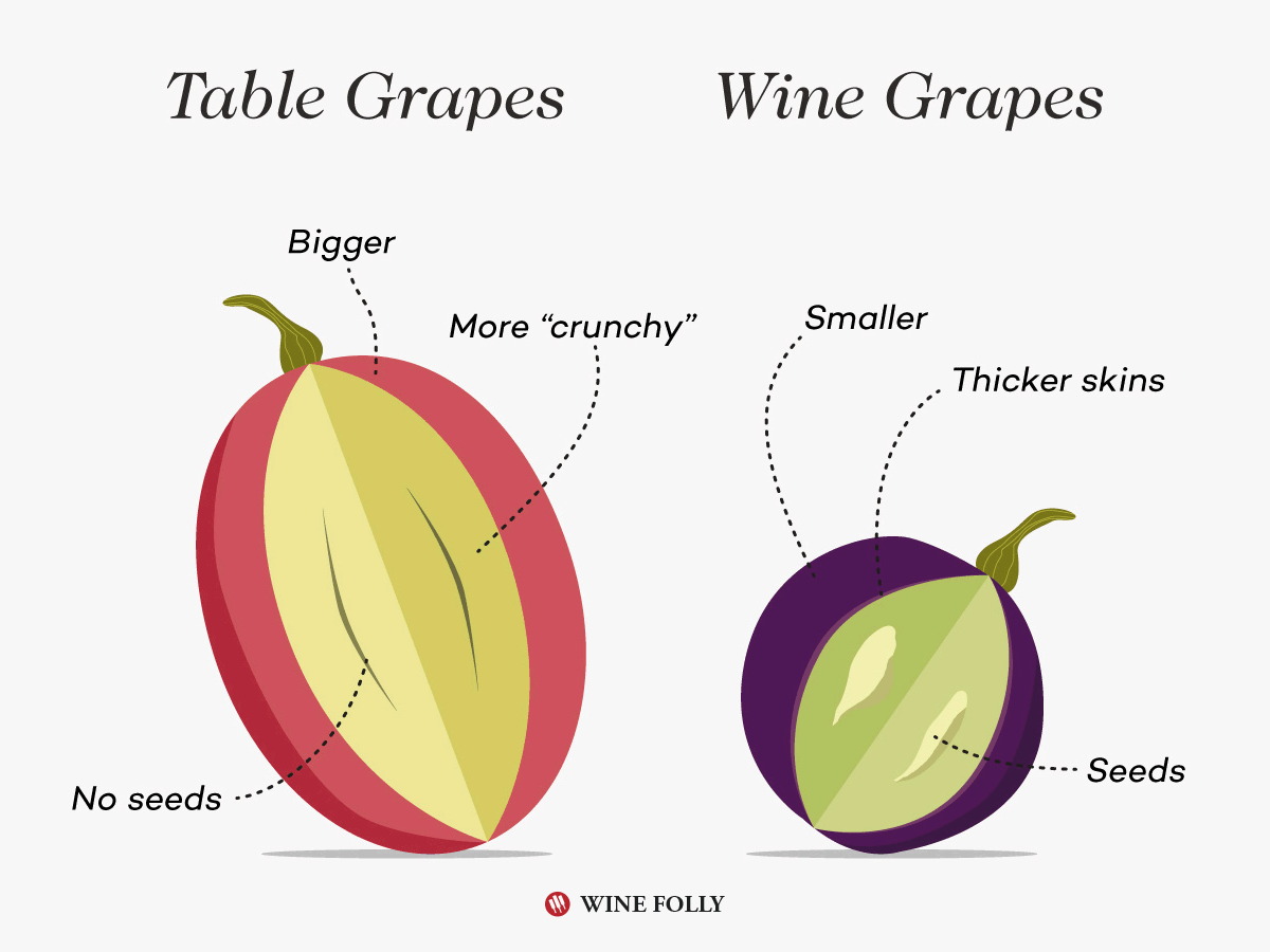 table-grapes-vs-wine-grapes-winefolly-illustration.png
