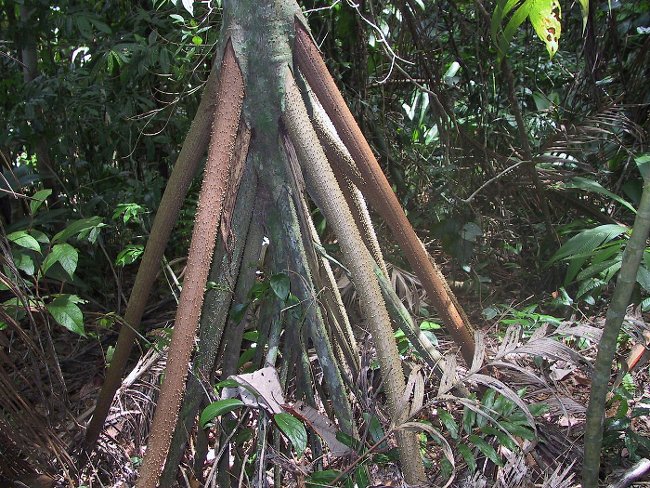 Đời sống - Kỳ lạ loài cây biết 'đi bộ' duy nhất trên thế giới (Hình 3).