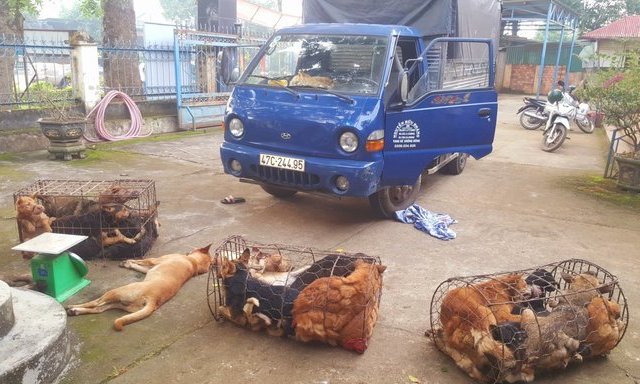 Phát hiện hai đối tượng dùng xe tải chở 370kg chó do trộm cắp mà có