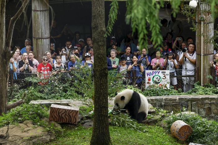 Trung Quốc sẽ gửi gấu trúc tới vườn thú tại Mỹ (Ảnh: CNN)