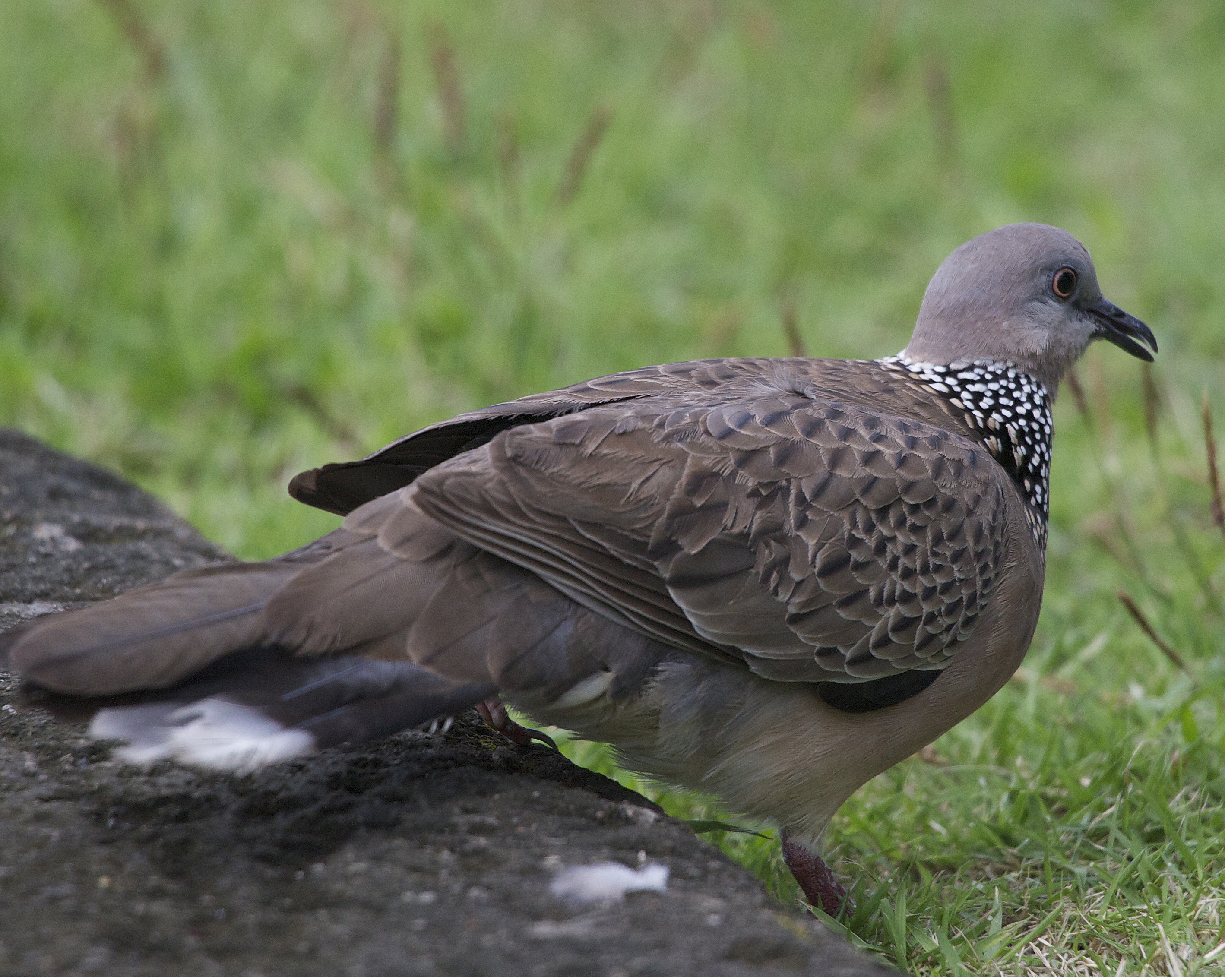 Spotted_Dove_%28Streptopelia_chinensis%29_-_Flickr_-_Lip_Kee_%282%29.jpg