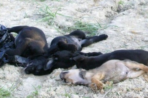 Tổ chức bảo vệ động vật PETA bị chỉ trích vì... tàn sát động vật - ảnh 5