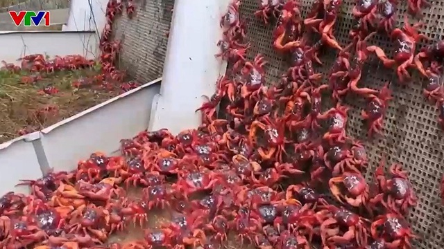Hàng chục triệu con cua đỏ di cư về biển đẻ trứng - Ảnh 1.